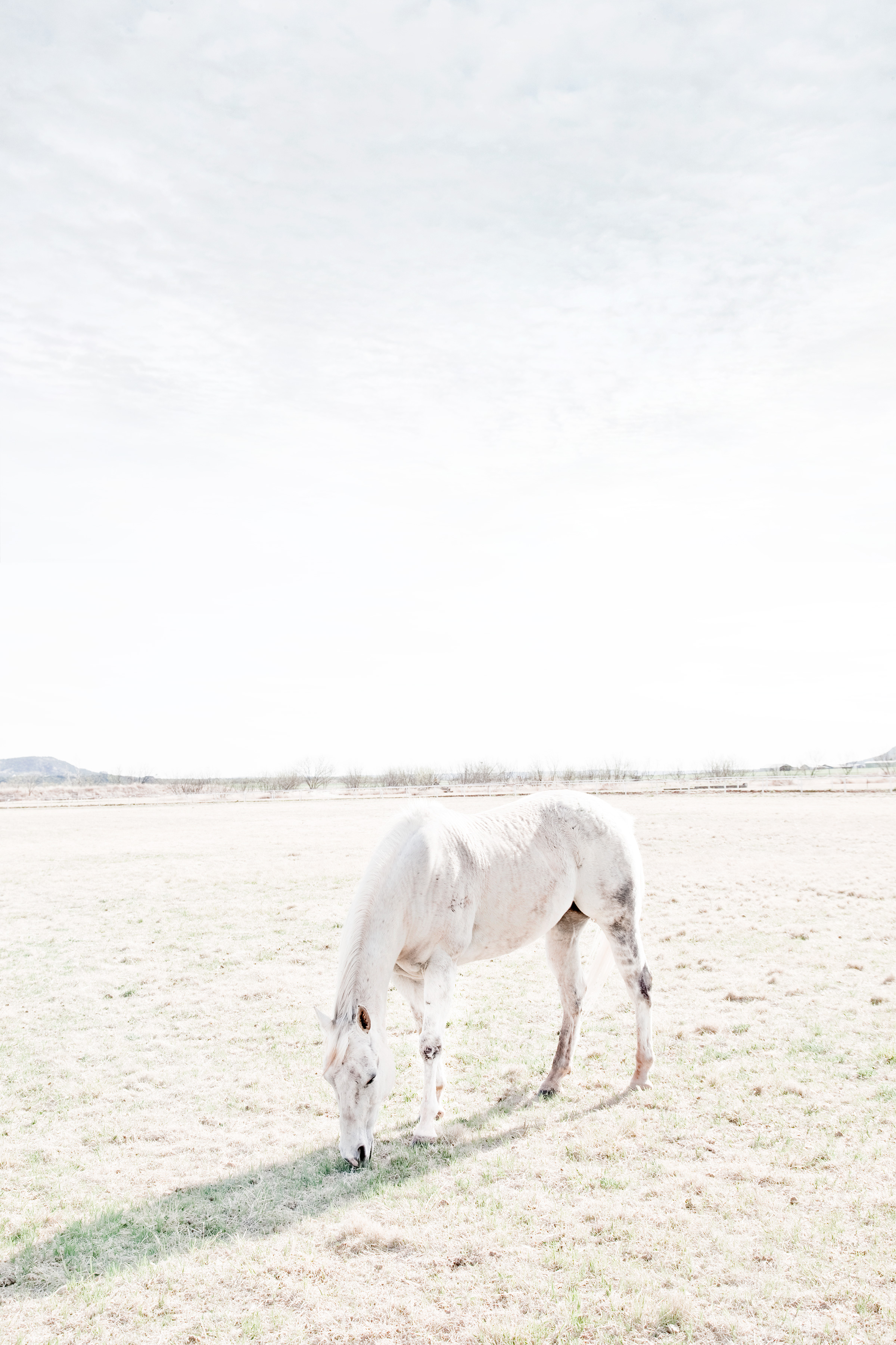 Abilene Horse